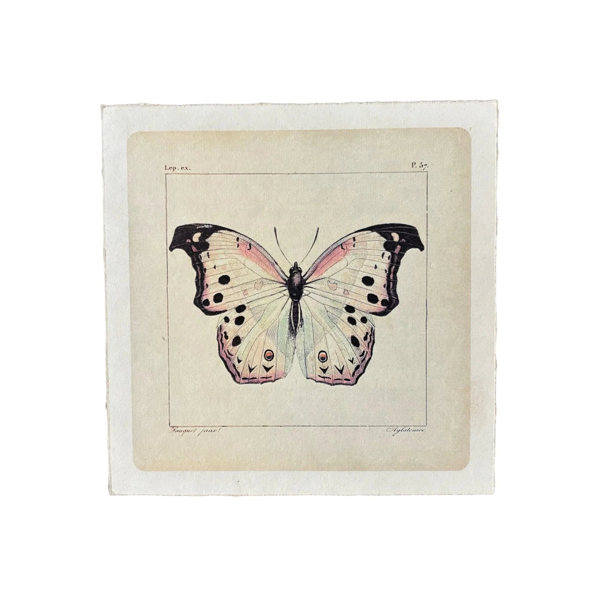 8"x8" White Butterfly Print